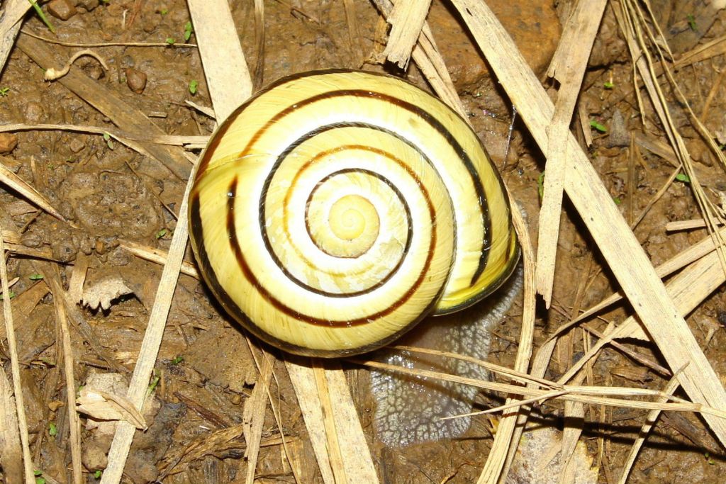 Lumaca da determinare-2